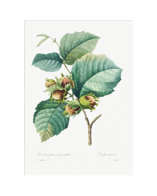 Classic Botanical I