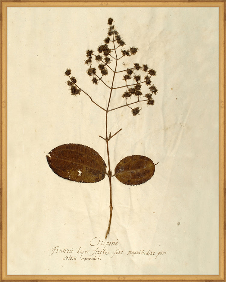 Framed Herbarium V. Frame: Traditional Gold. Paper: Rag Paper. Art Size: 29x23. Final Size: 30'' X 24''