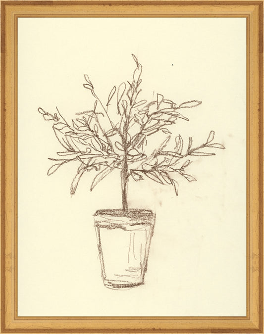 Framed Olive Tree Sketch. Frame: Traditional Gold. Paper: Rag Paper. Art Size: 13x10. Final Size: 14'' X 11''