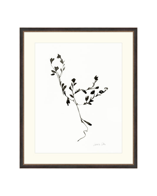 Sketched Botanical