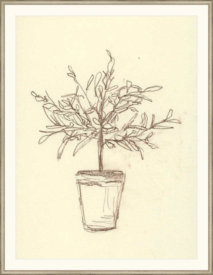 Olive Tree Sketch OAShop 2