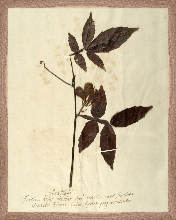 Framed Herbarium I. Frame: Natural Walnut. Paper: Rag Paper. Art Size: 19x15. Final Size: 20'' X 16''