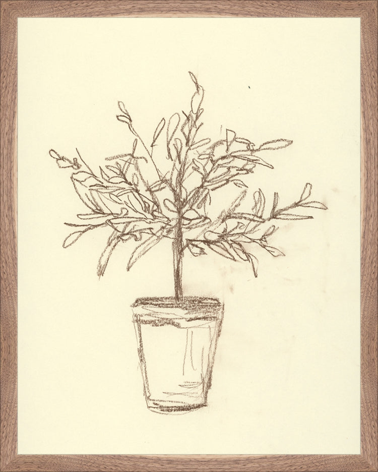 Framed Olive Tree Sketch. Frame: Natural Walnut. Paper: Rag Paper. Art Size: 19x15. Final Size: 20'' X 16''