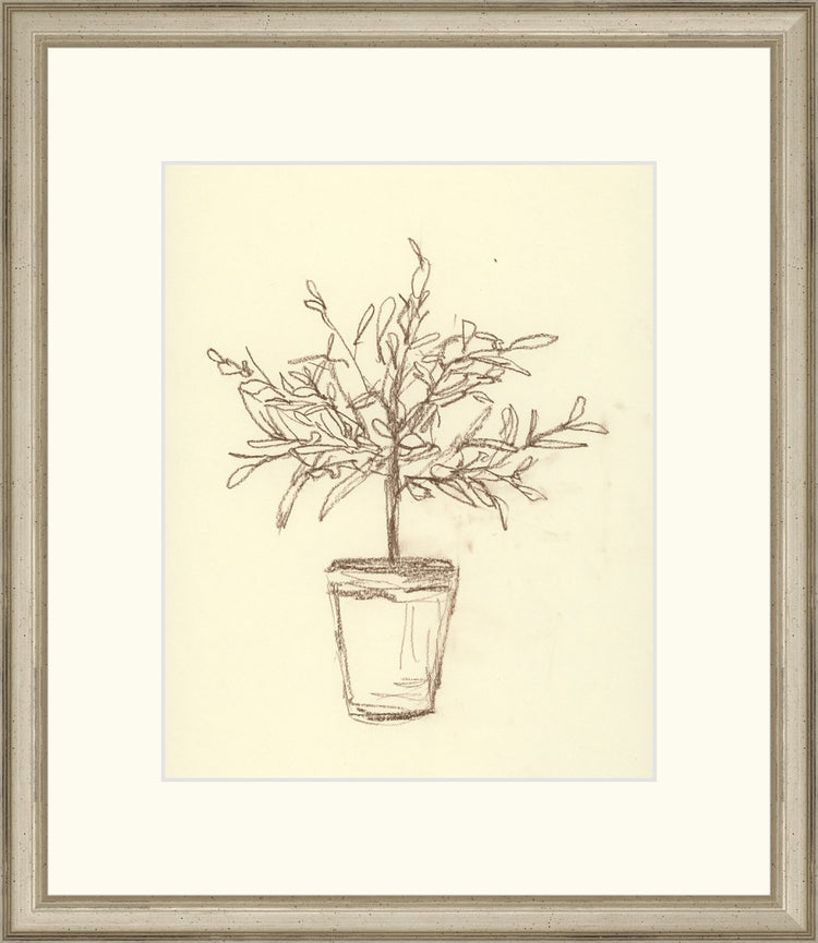 Olive Tree Sketch OAShop 2