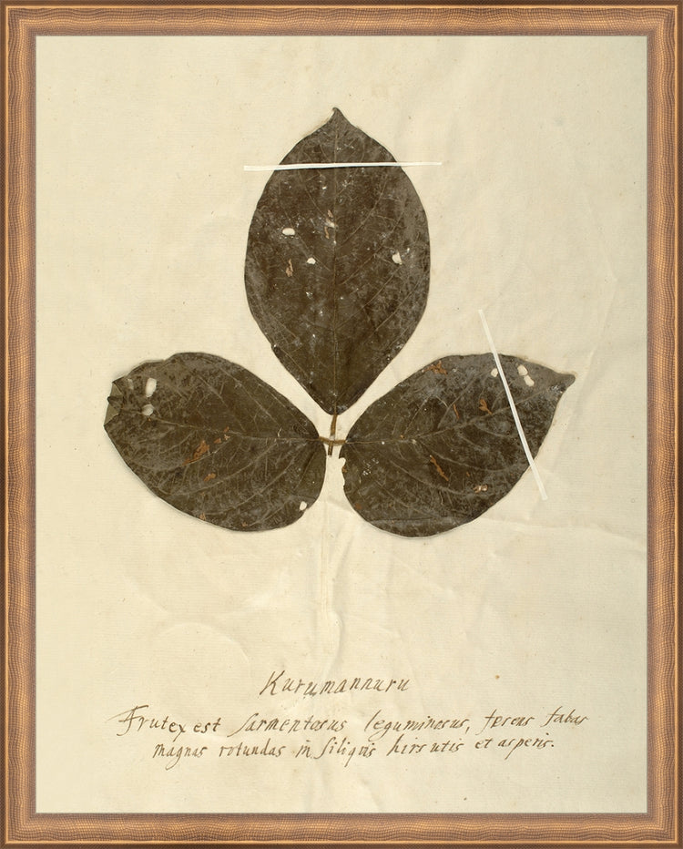 Framed Herbarium VI. Frame: Timeless Bronze. Paper: Rag Paper. Art Size: 19x15. Final Size: 20'' X 16''