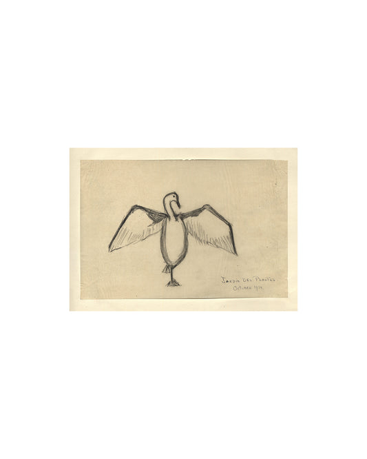 The Great Cormorant