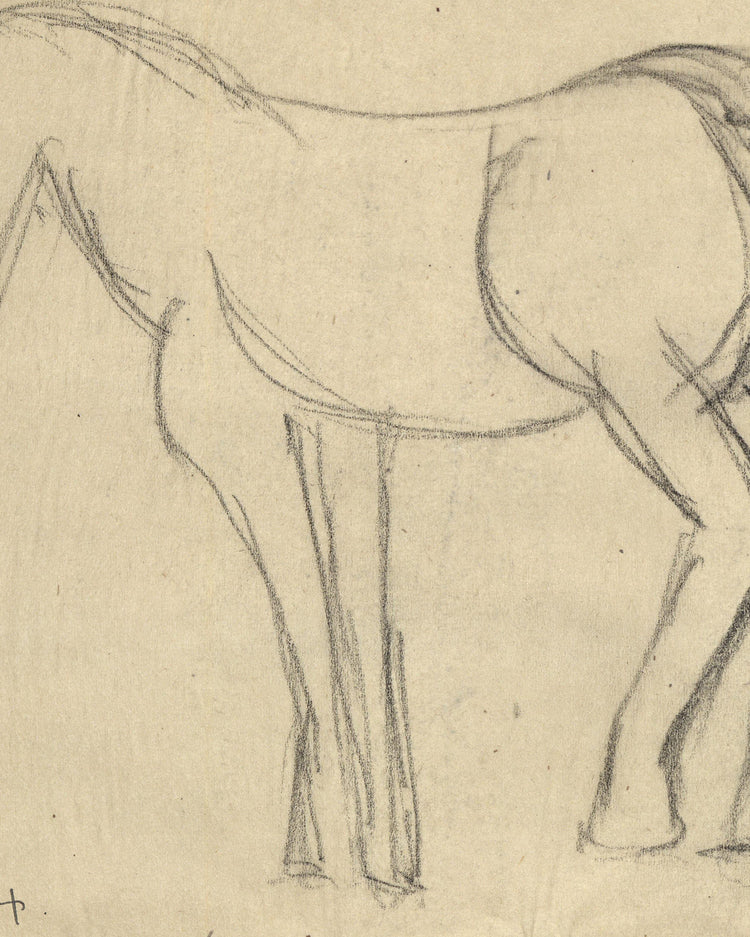 Horse Sketch