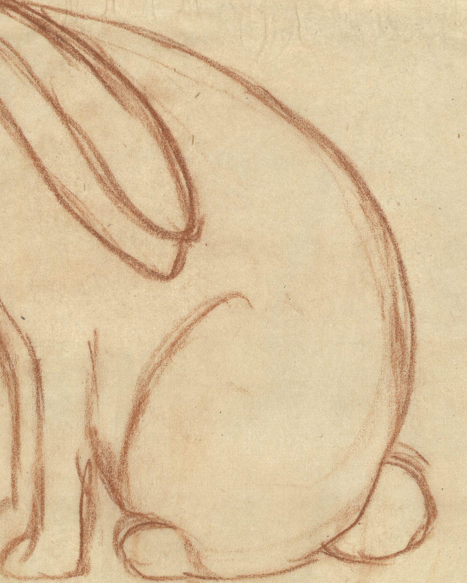 Scheming Rabbit Charming Rabbit – Splendus