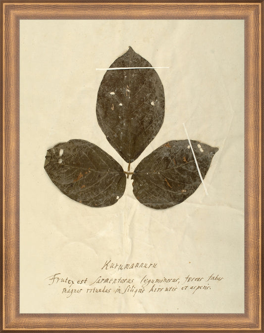 Framed Herbarium VI. Frame: Timeless Bronze. Paper: Rag Paper. Art Size: 13x10. Final Size: 14'' X 11''