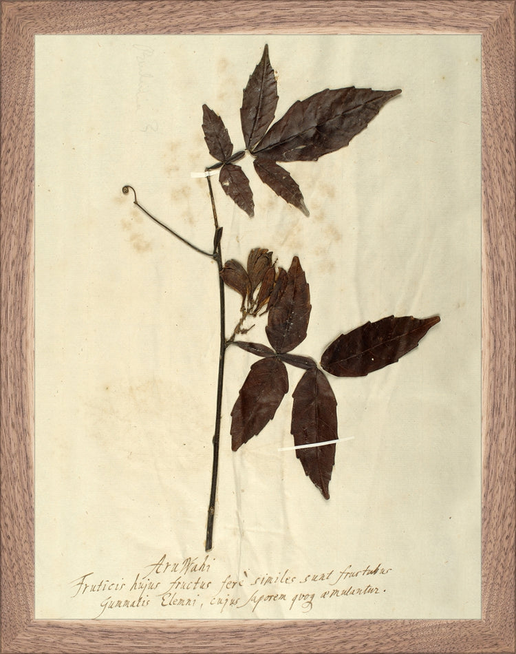 Framed Herbarium I. Frame: Natural Walnut. Paper: Rag Paper. Art Size: 13x10. Final Size: 14'' X 11''