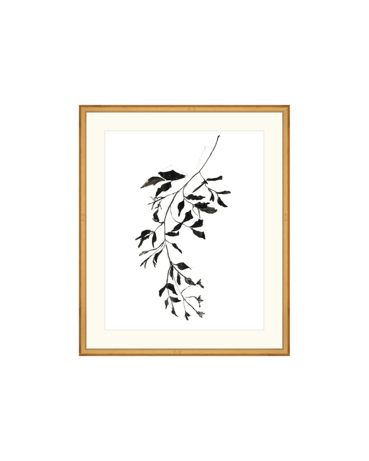 Botanical Ink Study II HoJ