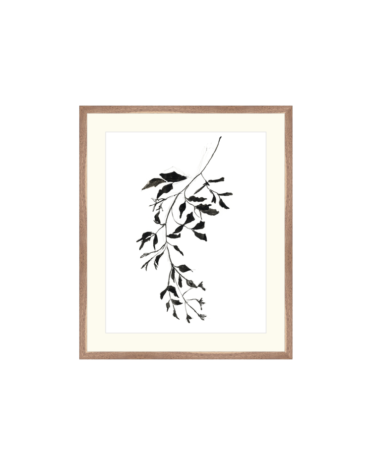 Botanical Ink Study II HoJ