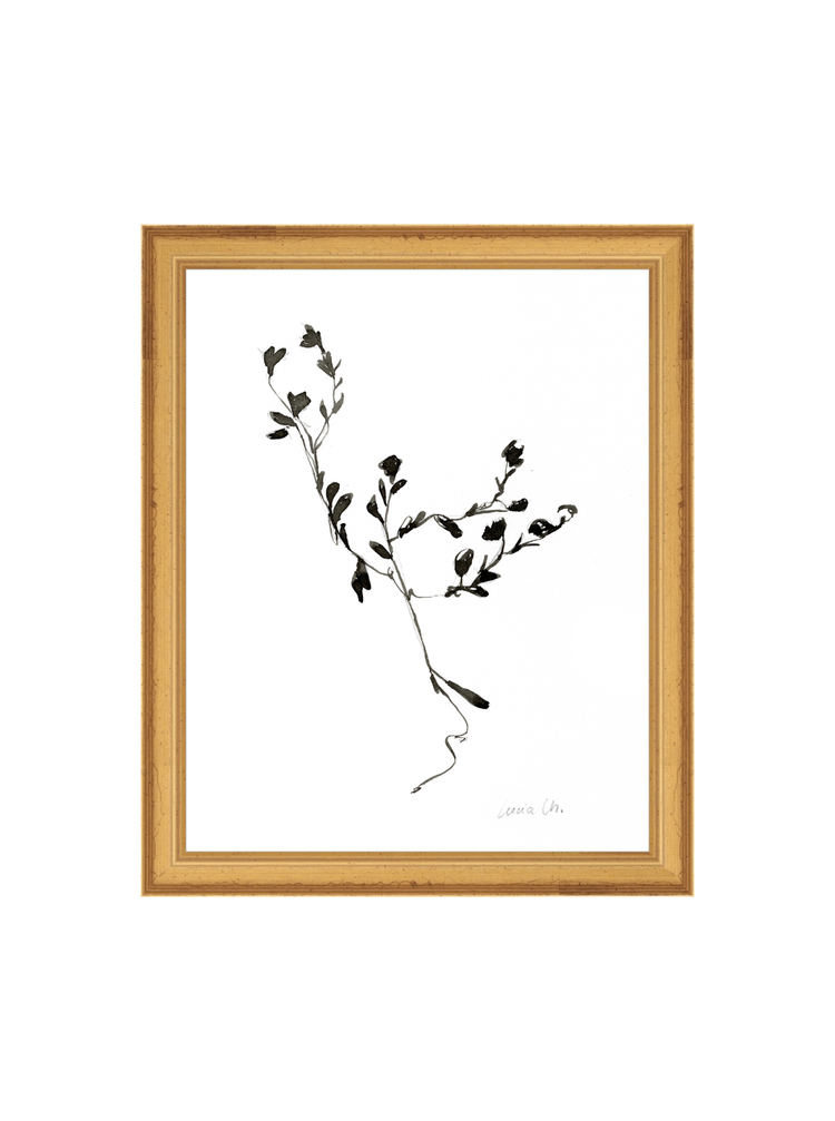 Sketched Botanical HoJ 2