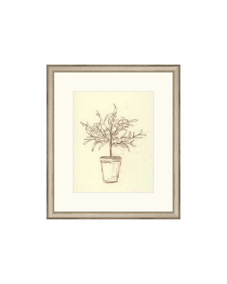 Olive Tree Sketch OAShop