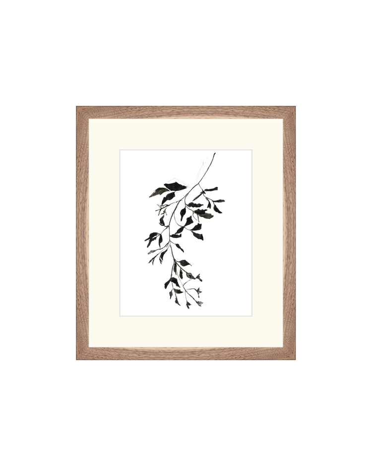 Botanical Ink Study II HoJ