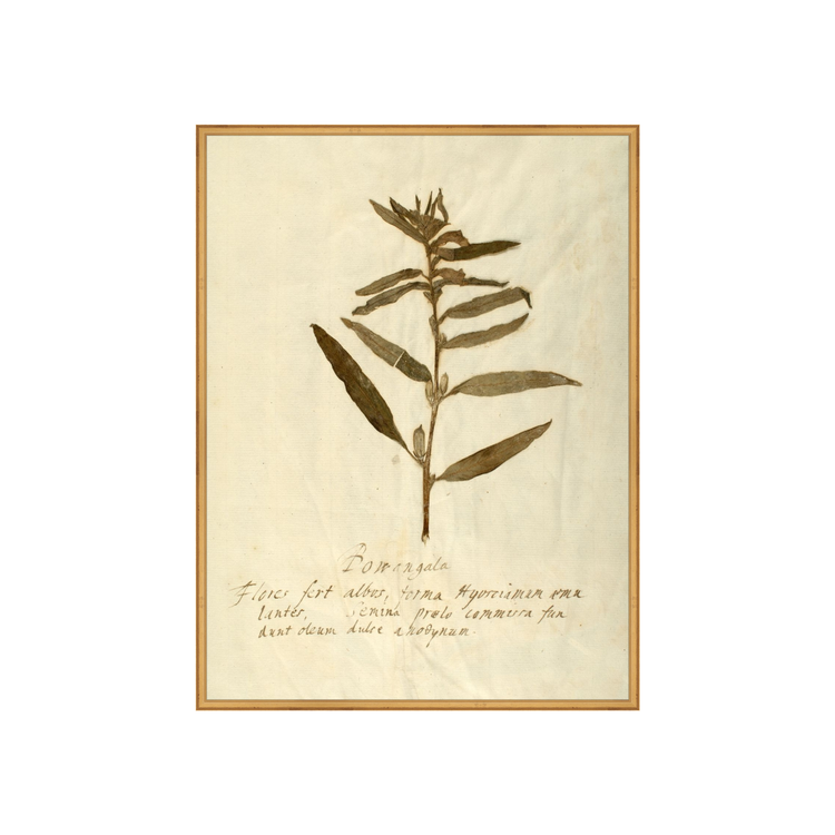 Herbarium VIII AIShop