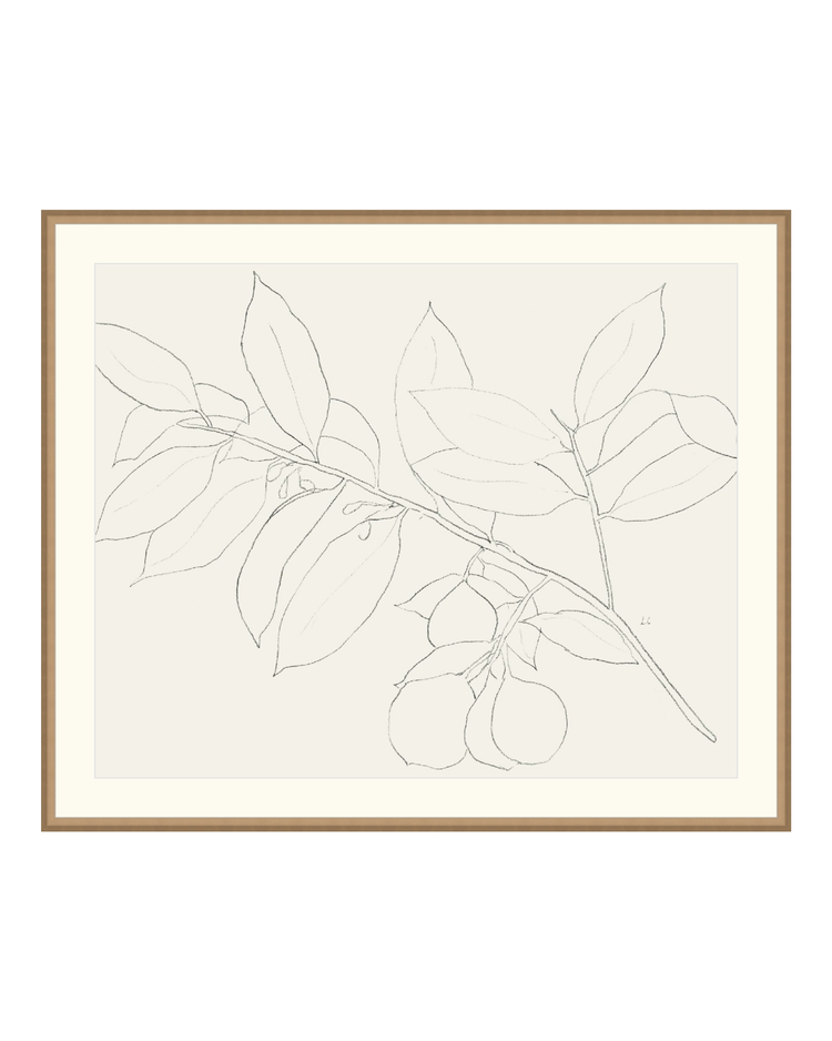 Lemon Branch Drawing