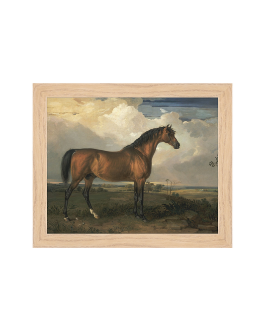 Stallion OAShop
