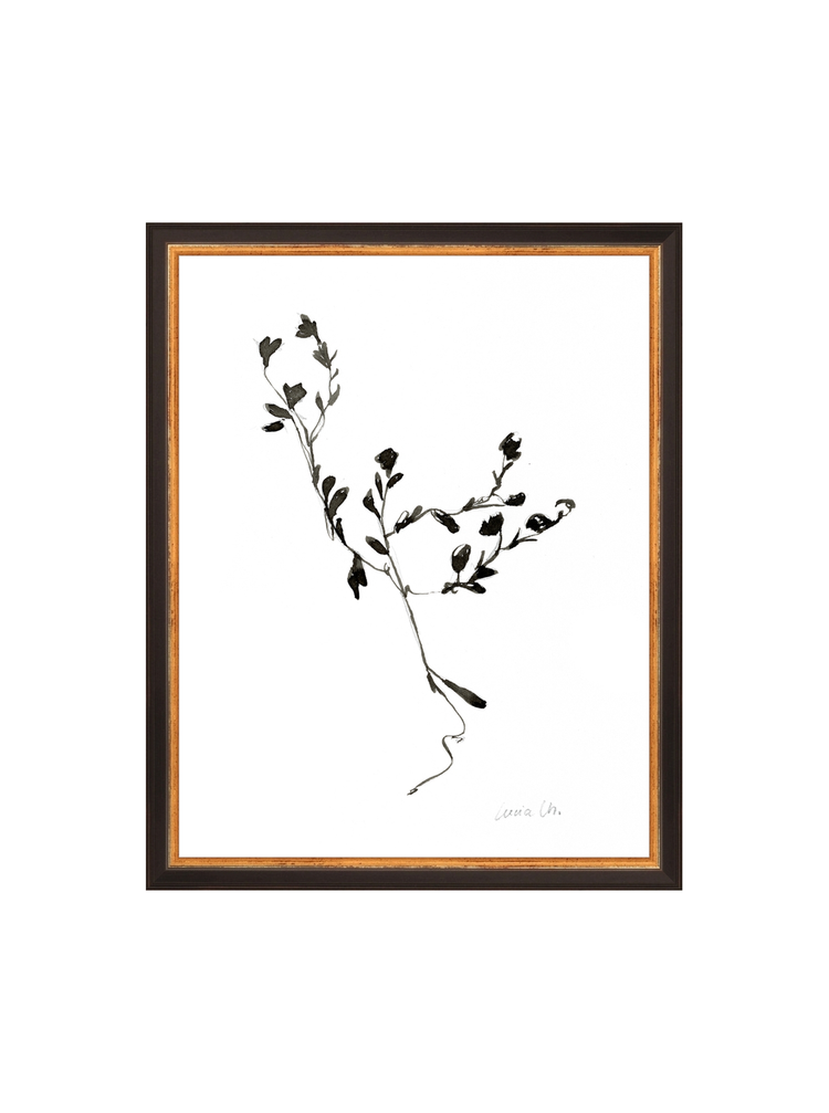 Sketched Botanical HoJ 2