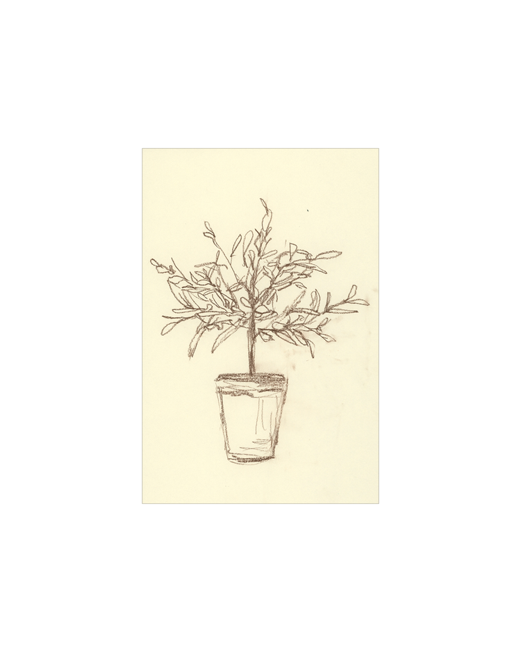 Olive Tree Sketch OAShop