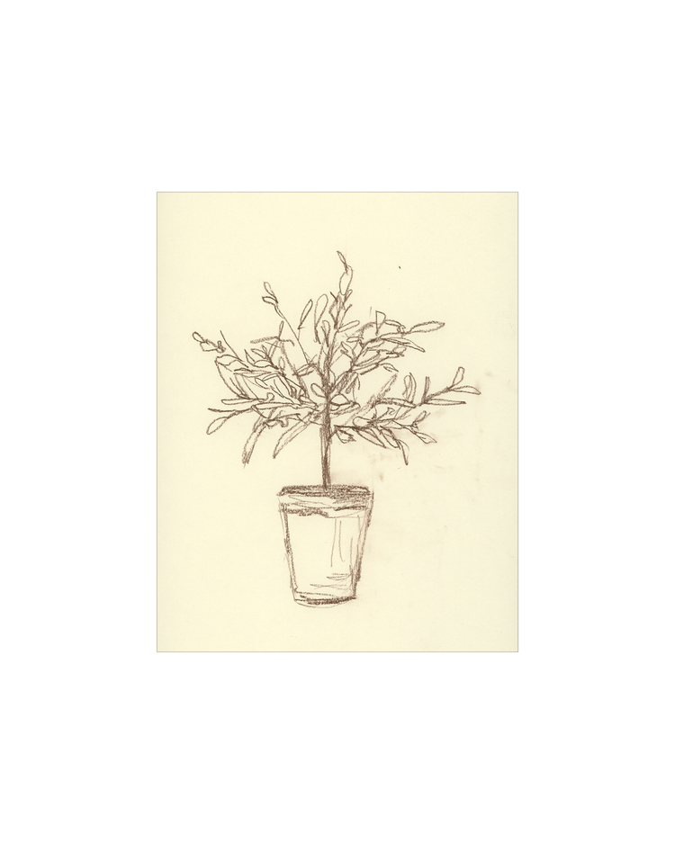 Olive Tree Sketch OAShop