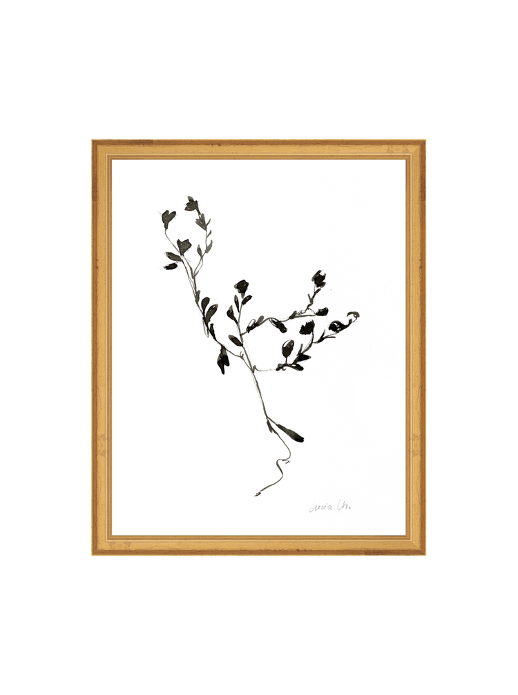 Sketched Botanical HoJ 2